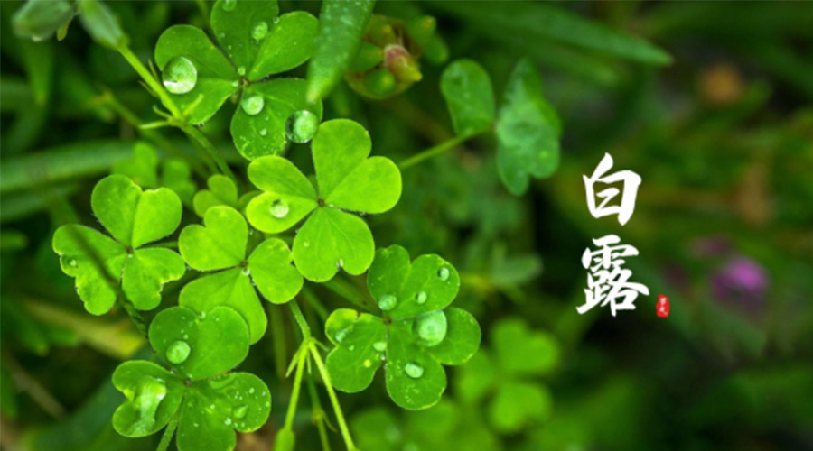 白露時(shí)節(jié)！ 金環(huán)電器提醒大家要注意這些事項(xiàng)